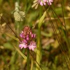  (2) ANACAMPTIS PYRAMIDALIS - die PYRAMIDENORCHIS oder PYRAMIDEN-HUNDSWURZ