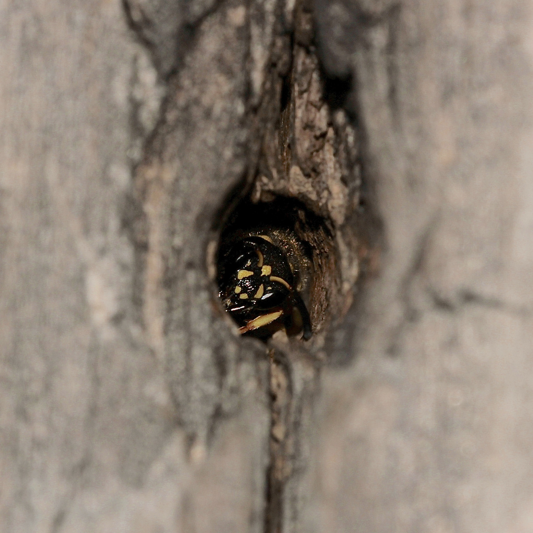 (2) Ancistrocerus nigricornis und Chrysis ignita - Lehmwespe mit Goldwespen-Parasit