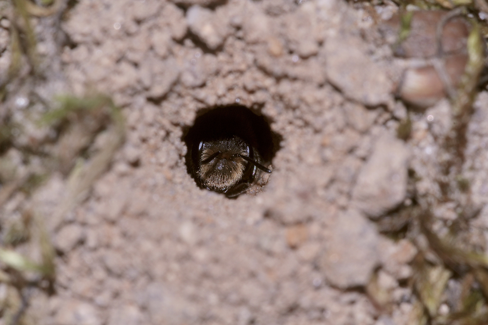 (2) Andrena flavipes, die Gemeine Erdbiene