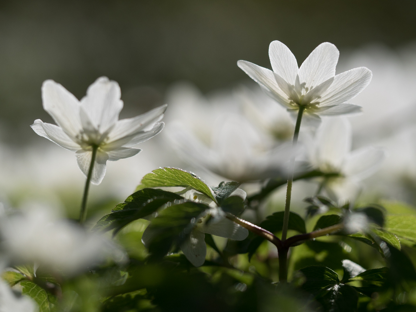 2 Anemonen