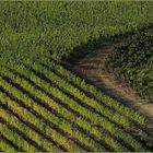 2 août 2021 début des vendanges en italie!