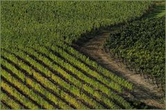 2 août 2021 début des vendanges en italie!