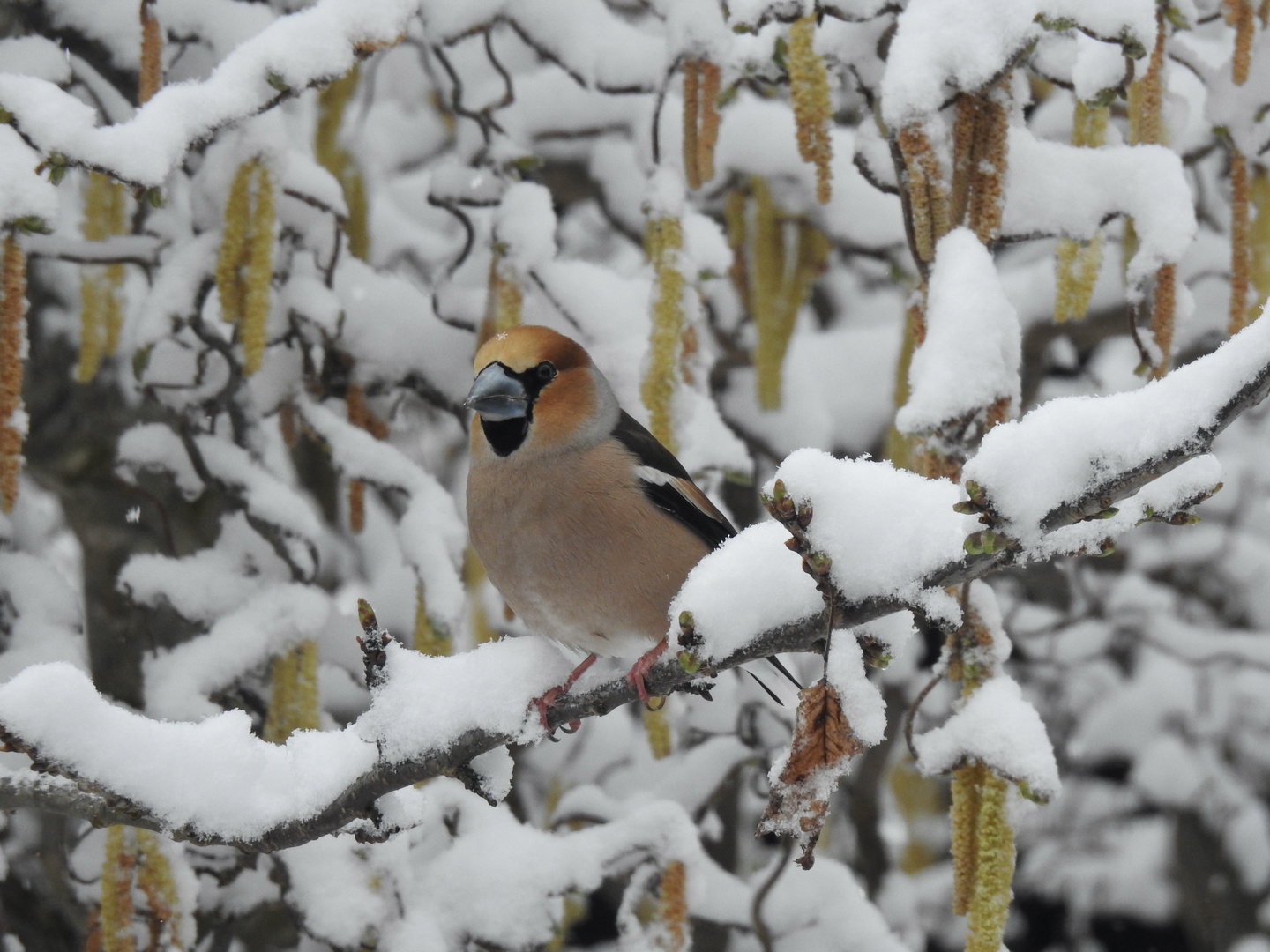 2. April - es schneit mal wieder!