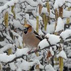 2. April - es schneit mal wieder!