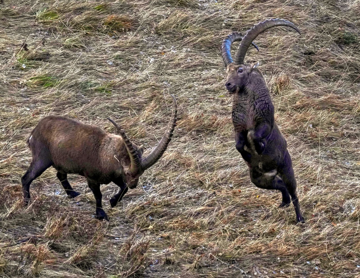 2 Artgesellen in der Brunft