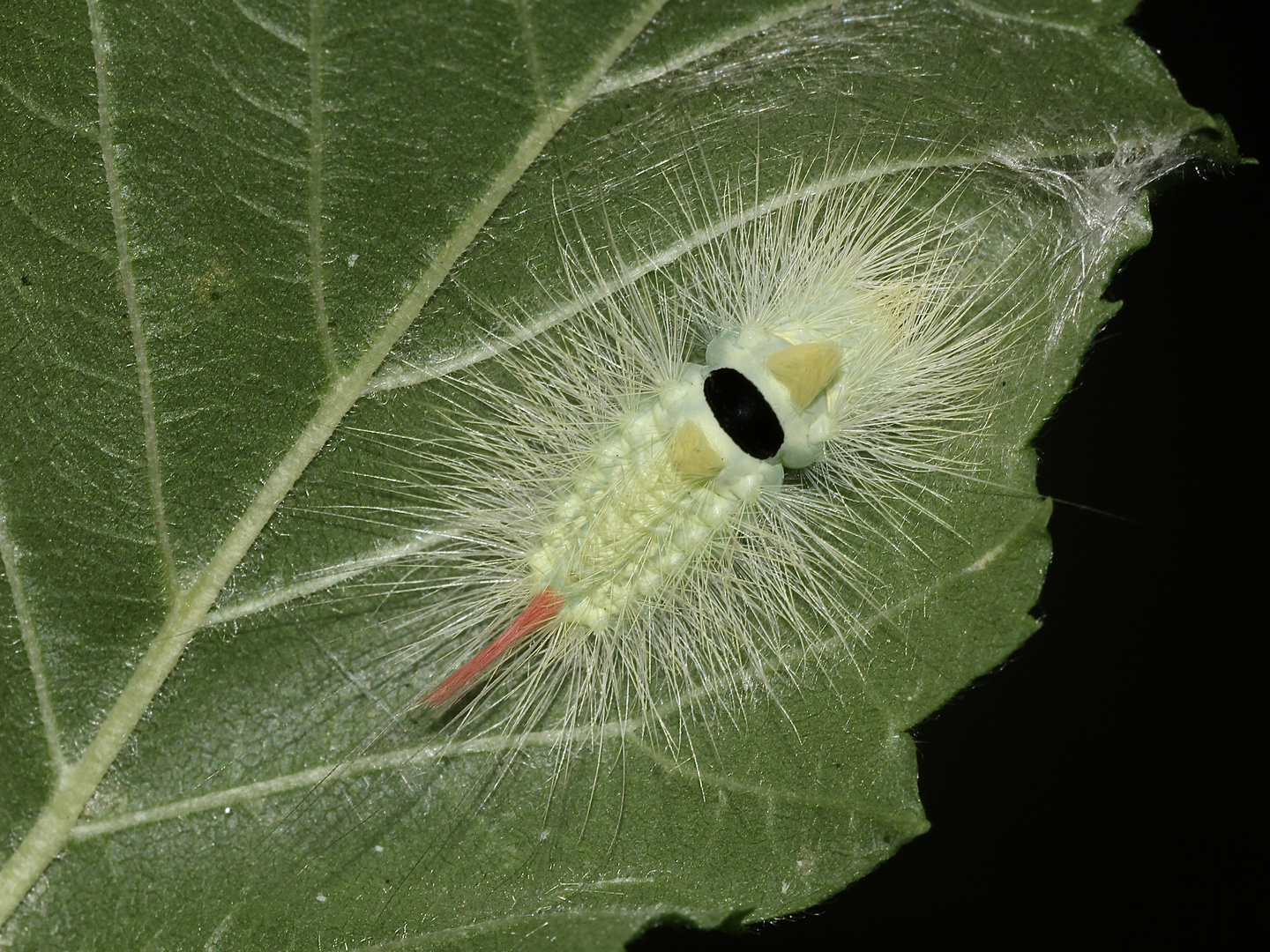 (2) Auch eine Jungraupe des Buchen-Streckfußes (Calliteara pudibunda) ...