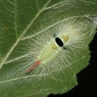 (2) Auch eine Jungraupe des Buchen-Streckfußes (Calliteara pudibunda) ...