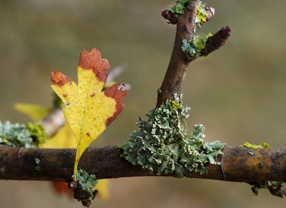 2 auf einem Zweig&hellip; Foto &amp; Bild fotos, bäume, natur Bilder auf