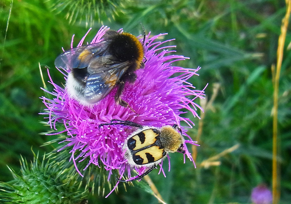 2 auf einen Streich