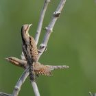 2 auf einen Streich ... Wendehals_(Jynx torquilla) ...