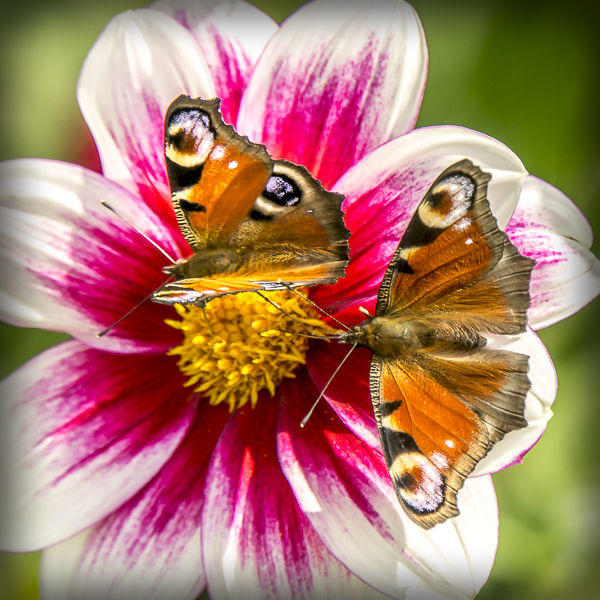 2 auf einer Blüte