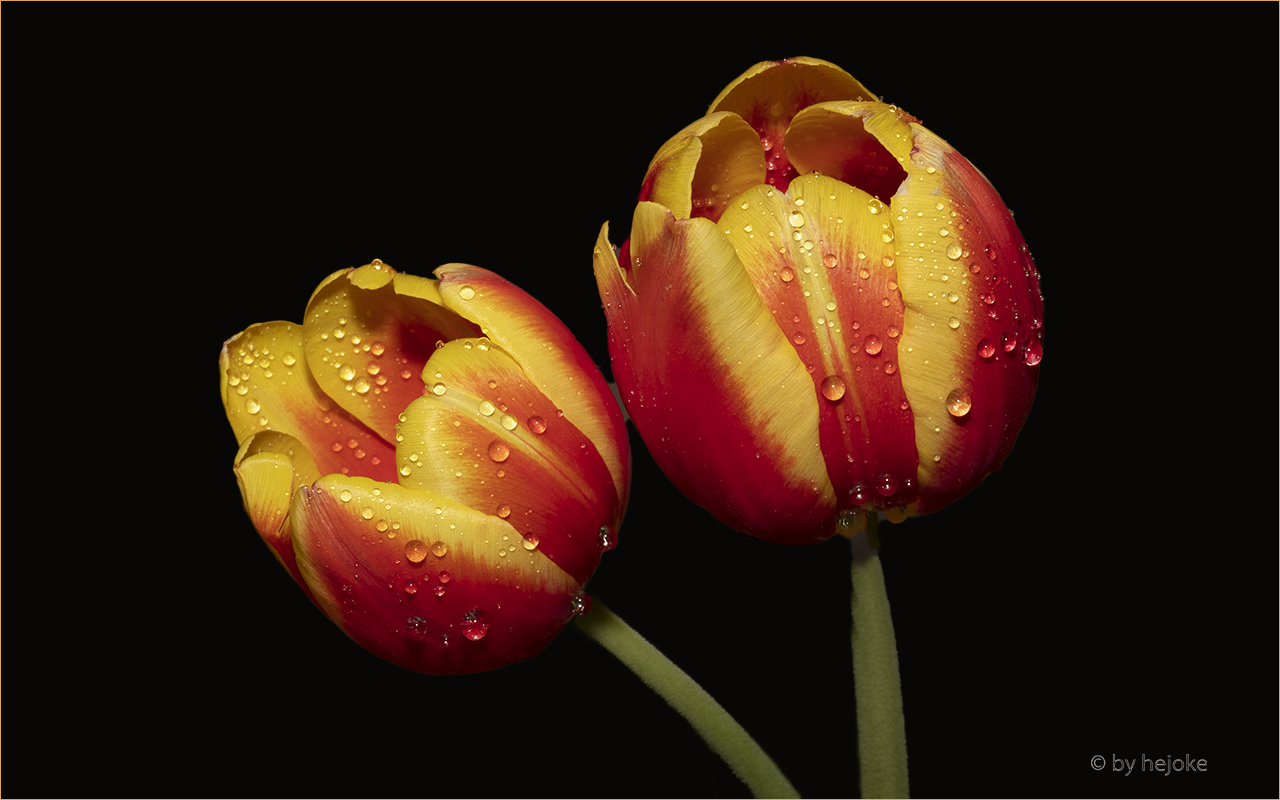  2 aufgehende Tulpenblüten