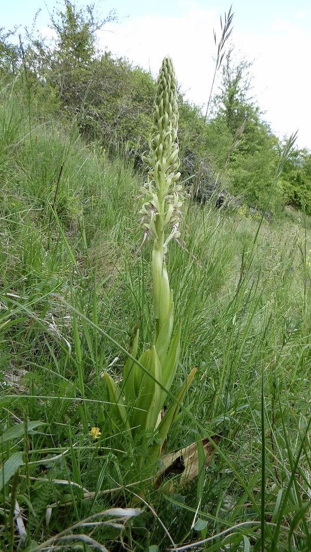 (2) Auflösung des letzten Wochenendrätsels: Die BOCKS-RIEMENZUNGE (HIMANTOGLOSSUM HIRCINUM))