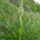 (2) Auflösung des letzten Wochenendrätsels: Die BOCKS-RIEMENZUNGE (HIMANTOGLOSSUM HIRCINUM))