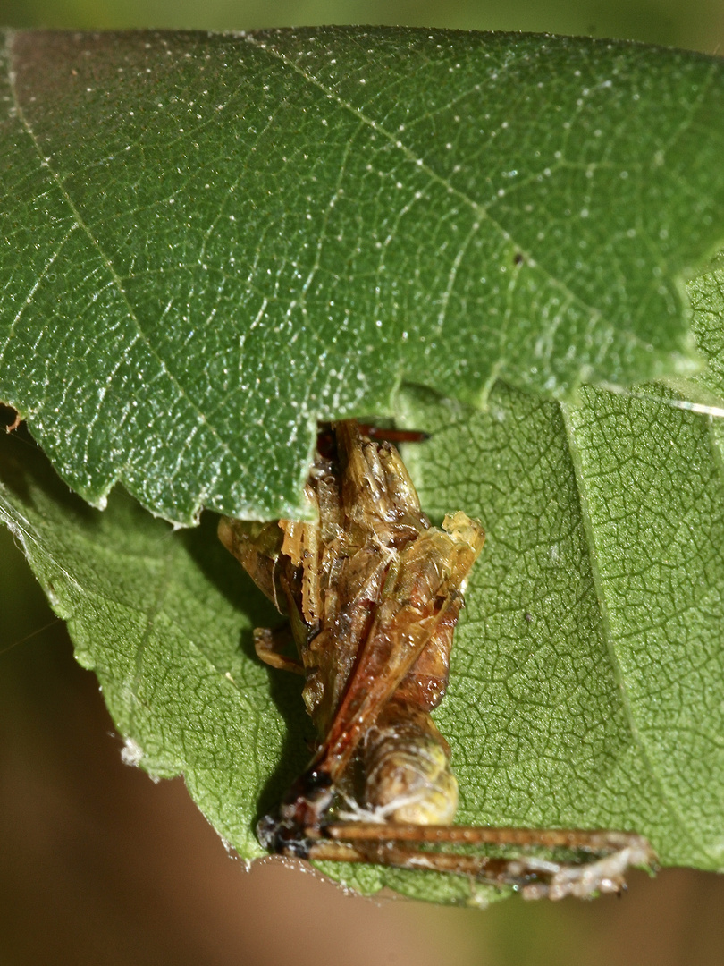 (2) Auflösung des letzten Wochenendrätsels I: SUMPFKREUZSPINNE, ARANEUS ALSINE