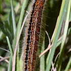 (2) Auflösung des Mittwochsrätsels: der WOLFSMILCH-RINGELSPINNER (MALACOSOMA CASTRENSIS)