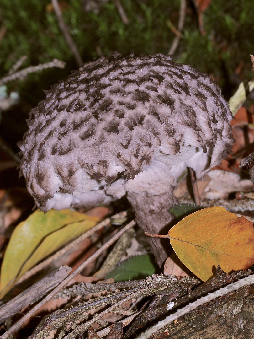 (2) Auflösung des Samstagsrätsels: Der Strubbelkopf(-Röhrling), Strobilomyces strobilaceus