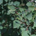 (2) Auflösung Donnerstagsrätsel von gestern: Raupe des Großen Gabelschwanzes ...