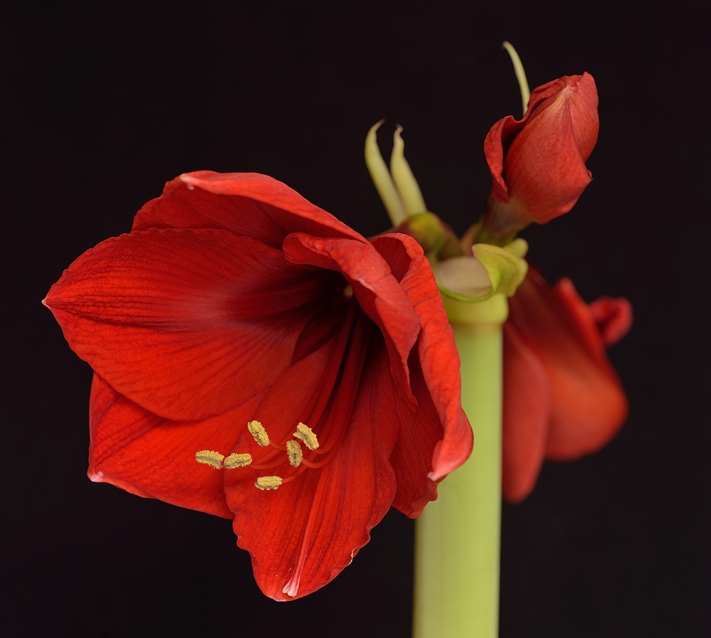 2. Aufnahme Amaryllis, sie wird auch Ritterstern genannt...