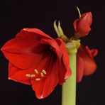 2. Aufnahme Amaryllis, sie wird auch Ritterstern genannt...