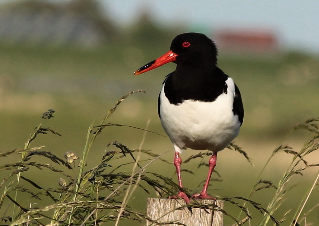 (2) Austernfischer (Haematopus ostralegus)