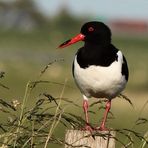 (2) Austernfischer (Haematopus ostralegus)