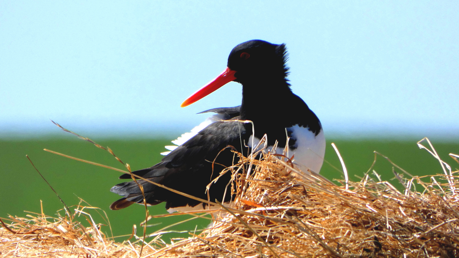 (2) Austernfischer (Haematopus ostralegus)