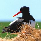 (2) Austernfischer (Haematopus ostralegus)