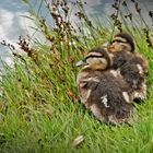 2 Babyenten :)