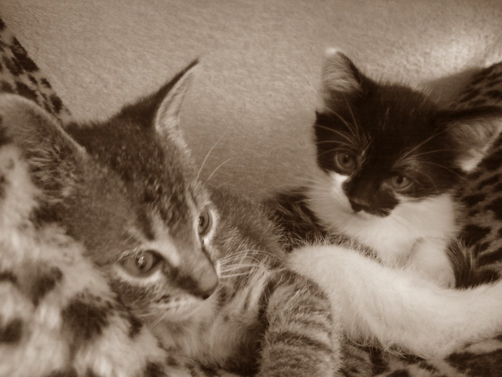 2 Babykatzen. 3. Wurf.