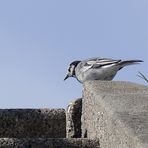 (2) Bachstelze (Motacilla alba)