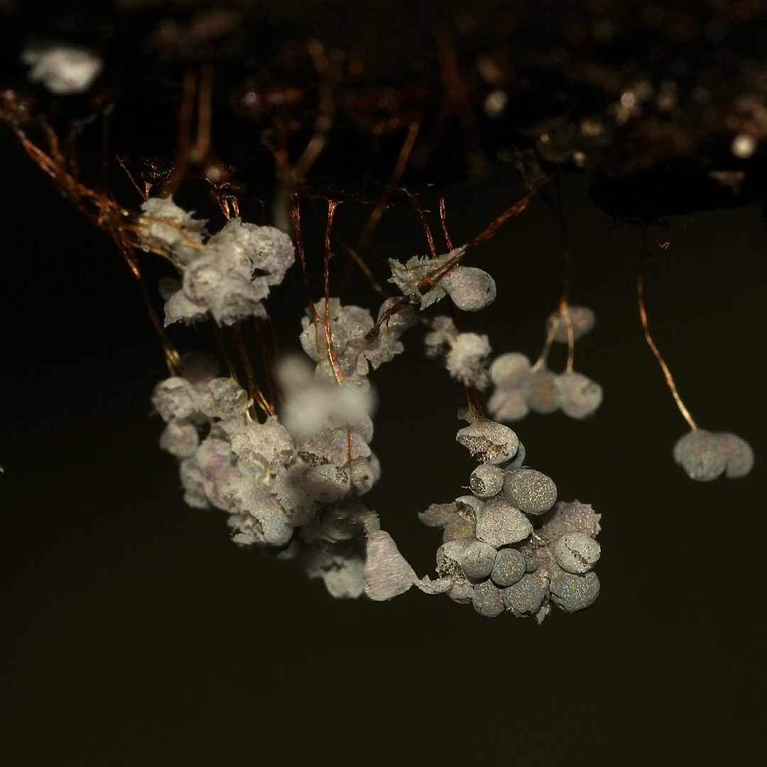 (2) BADHAMIA UTRICULARIS Foto & Bild | natur, totholz, holz Bilder auf