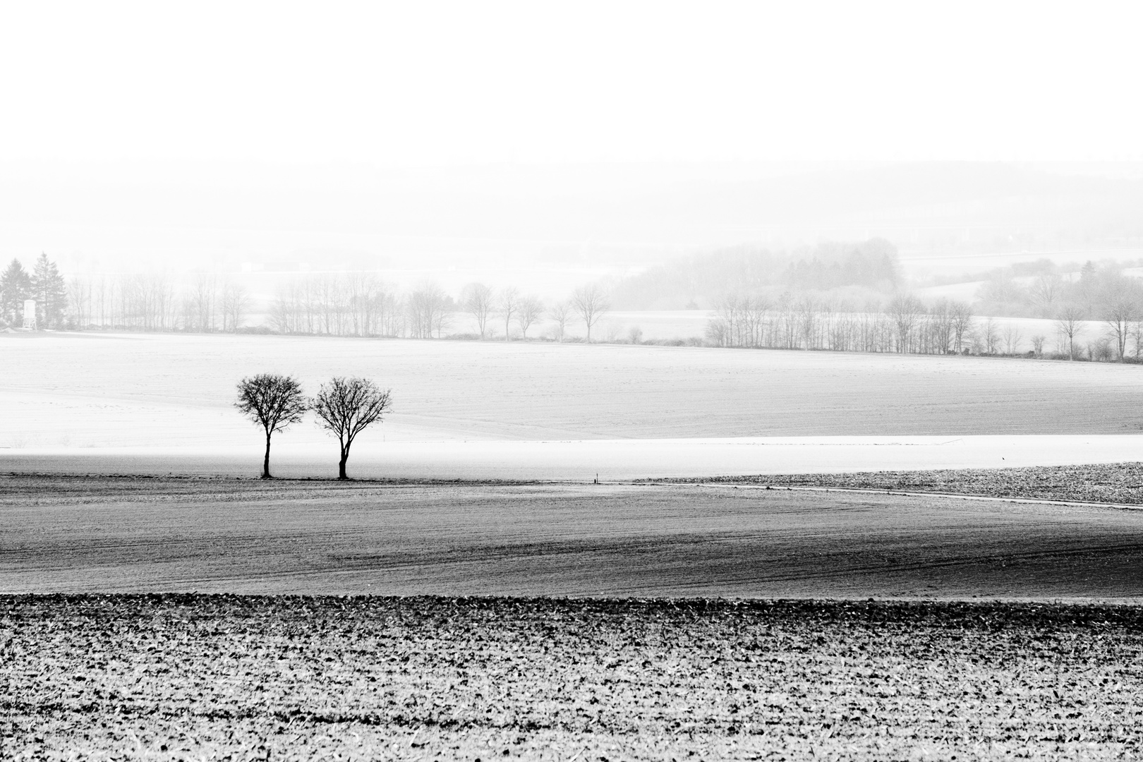 2 Bäume blicken über das Feld