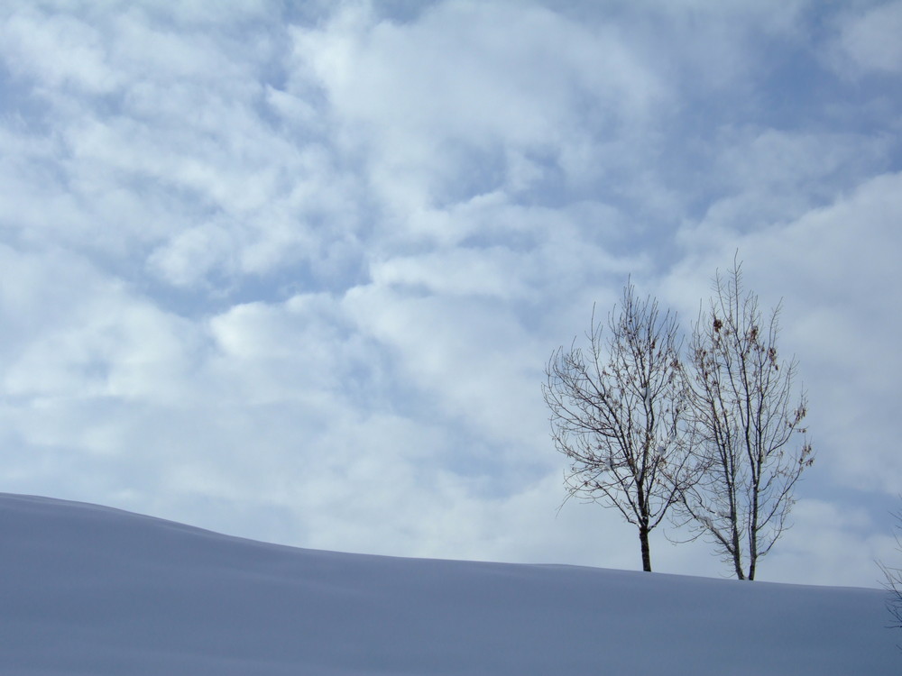2 Bäume im Schnee