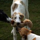 2 Barsois and a Jack Russell