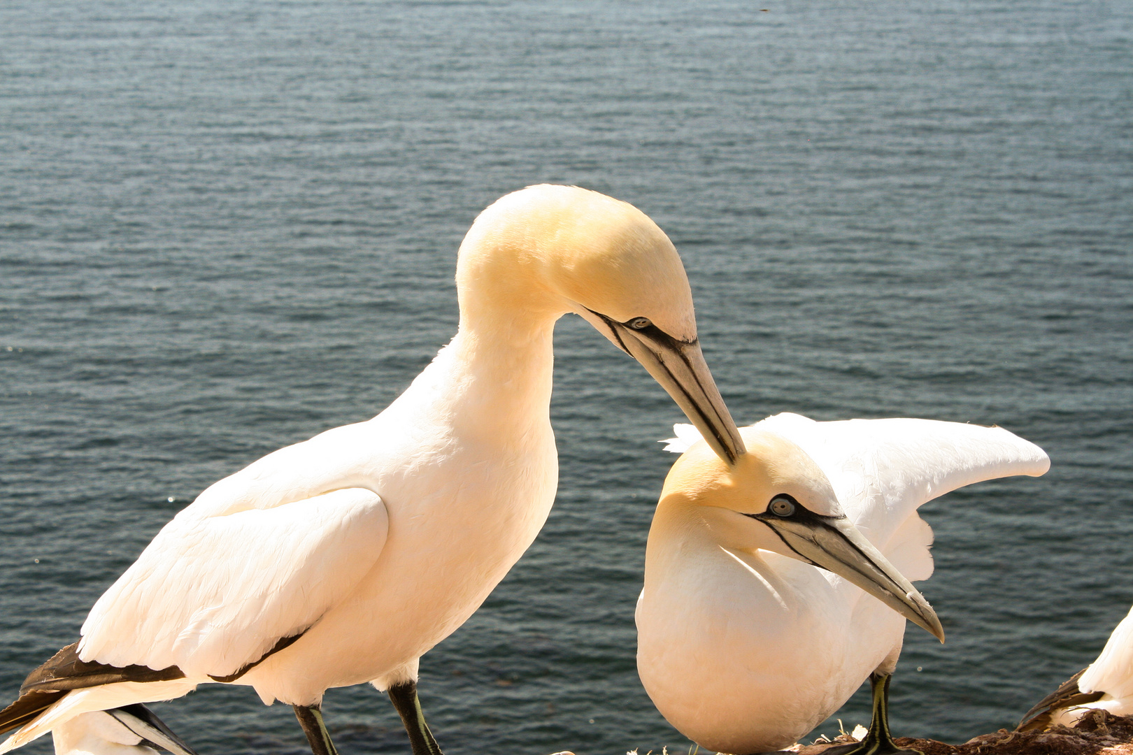 2 Basstölpel auf Helgoland