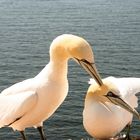 2 Basstölpel auf Helgoland