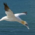 2-Basstölpel-Helgoland 2019