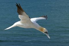 2-Basstölpel-Helgoland 2019