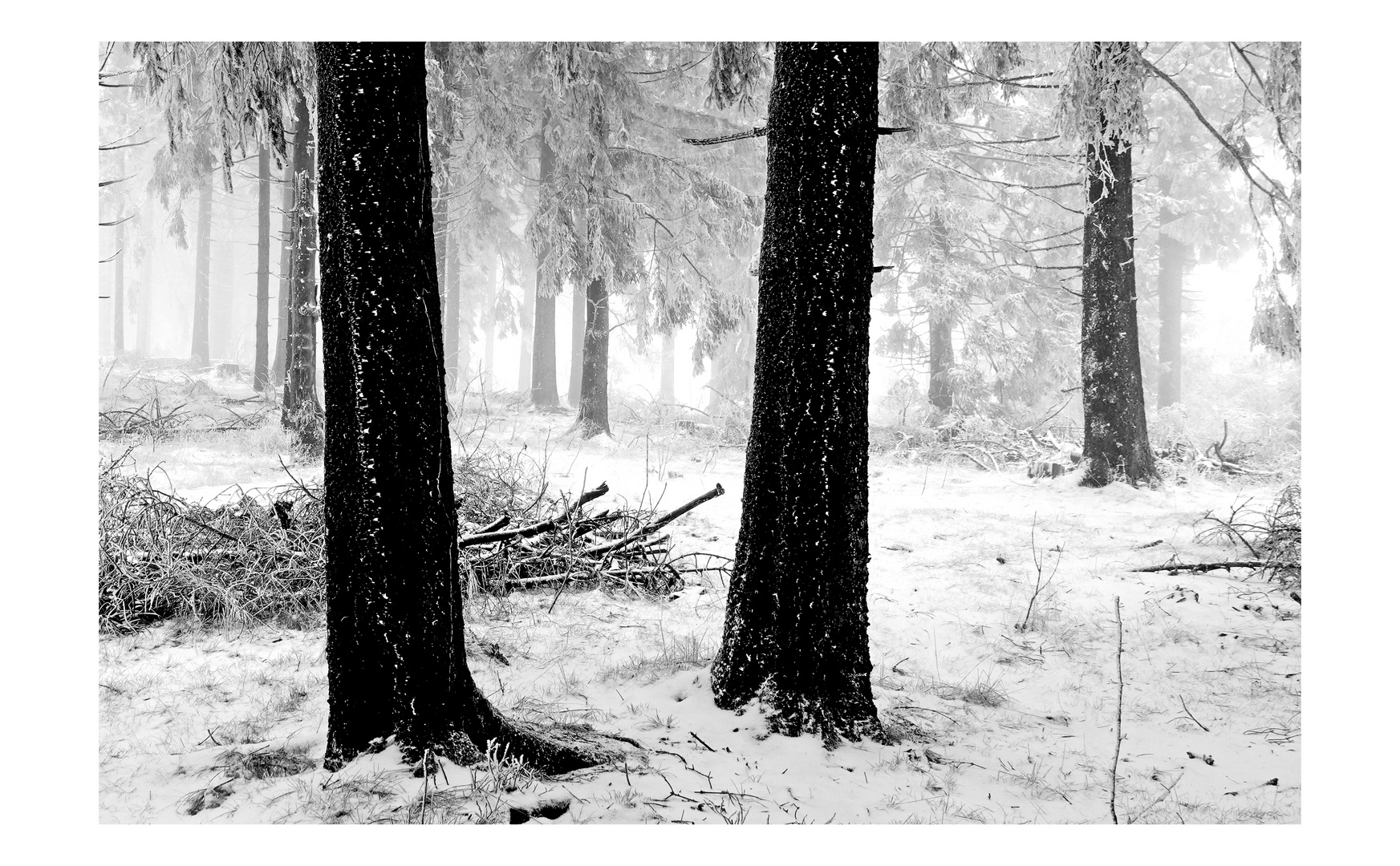 2 Baumstämme im Winter