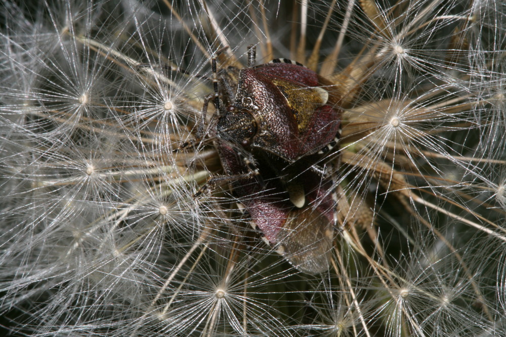 2 Beerenwanzen in einer Pusteblume