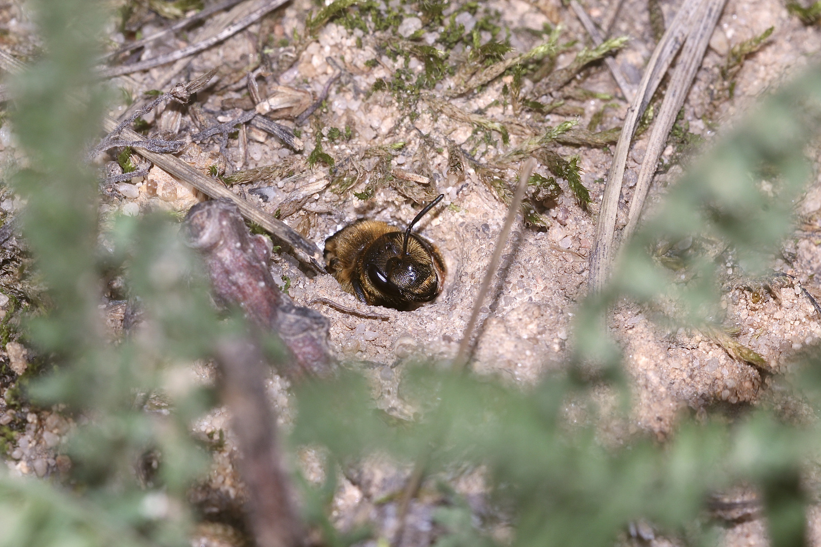 (2) "Beifang" aus der Wildbienenkolonie in Neukappl/Opf., Sommer 2019