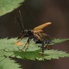 (2) Beim ROTHALSBOCK (STICTOLEPTURA RUBRA) ...