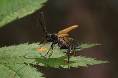 (2) Beim ROTHALSBOCK (STICTOLEPTURA RUBRA) ...