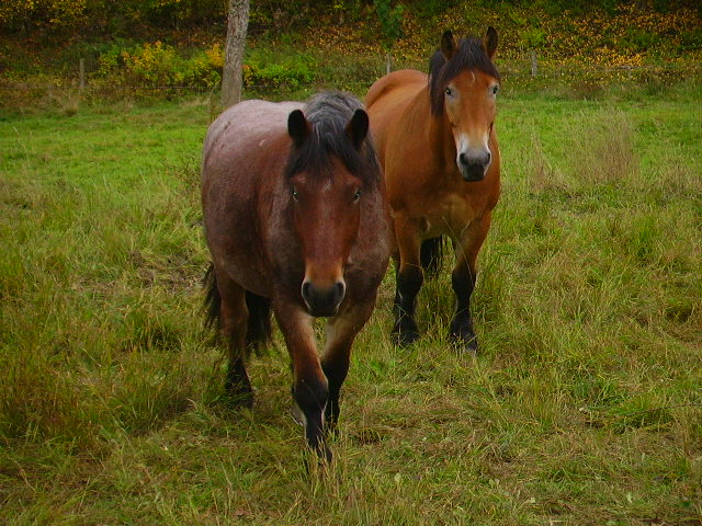 2 Belgische Kaltblüter