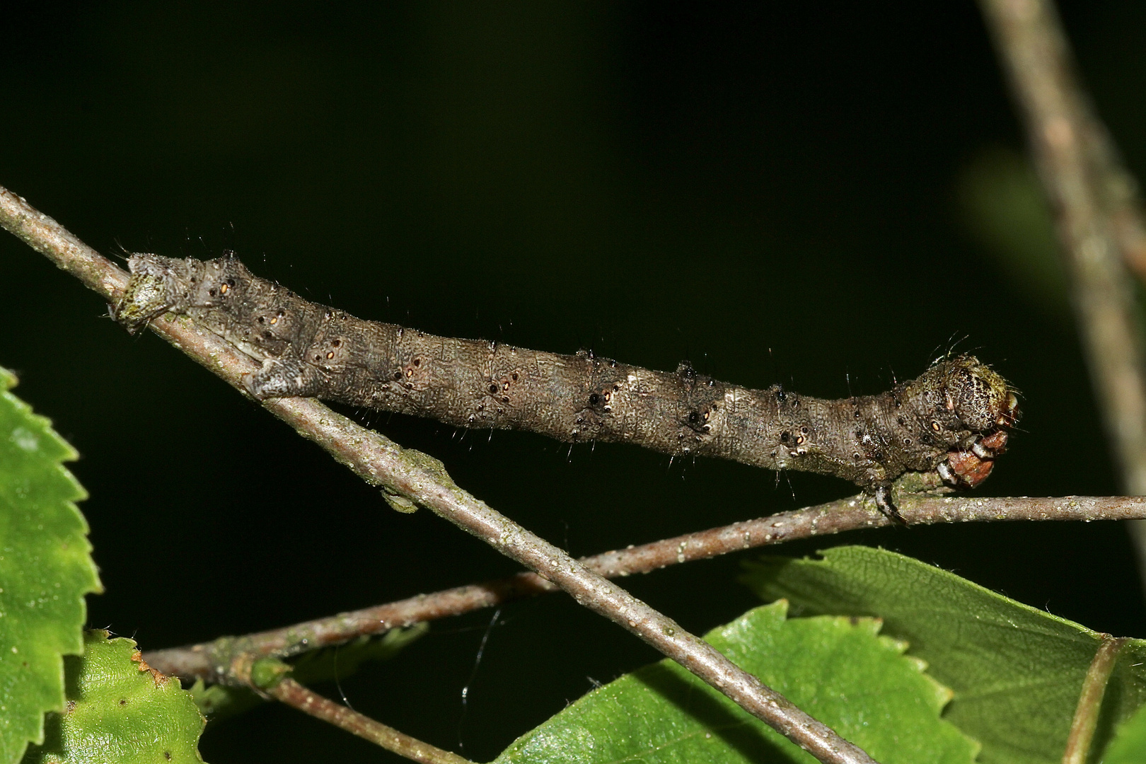 (2) Bestens getarnt - die Raupe des Schneespanners (Phigalia pilosaria)