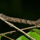 (2) Bestens getarnt - die Raupe des Schneespanners (Phigalia pilosaria)