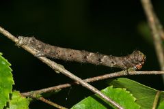 (2) Bestens getarnt - die Raupe des Schneespanners (Phigalia pilosaria)