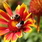 2 Bienen auf einer Blüte von einer Kokardenblume