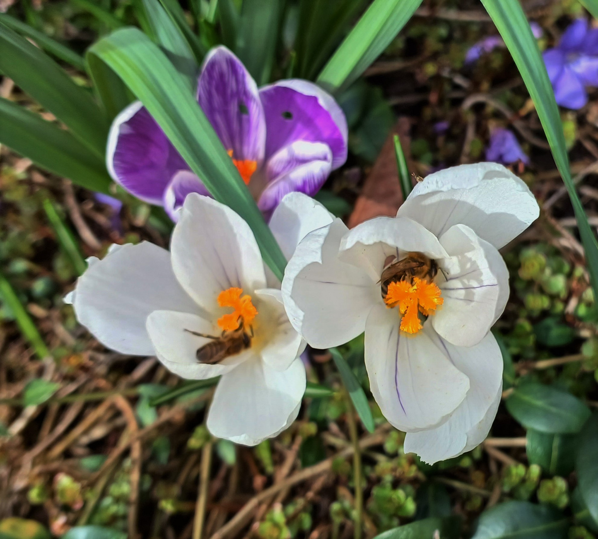 2 Bienen die Frühstücken